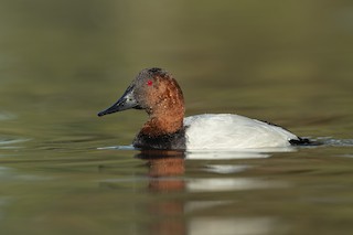 Canvasback