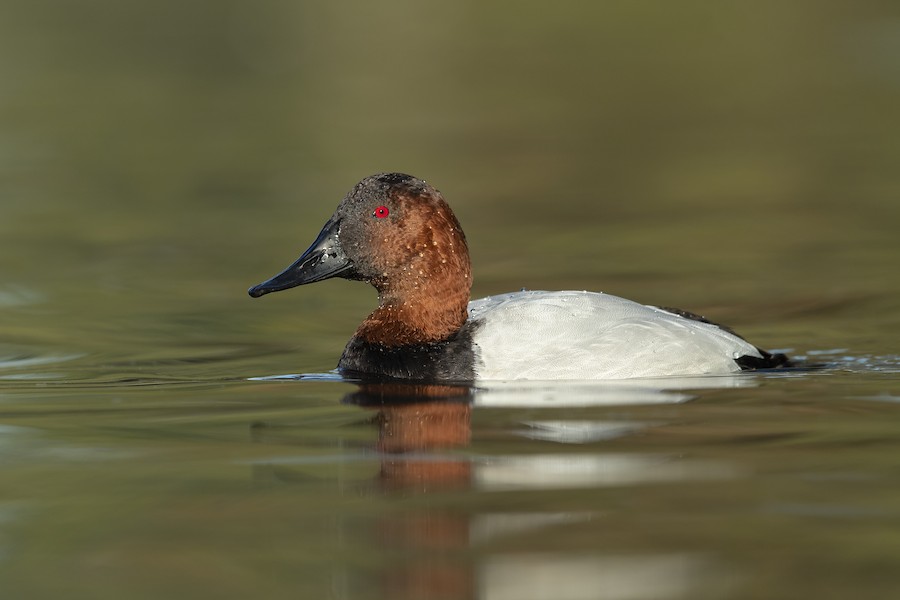 Canvasback