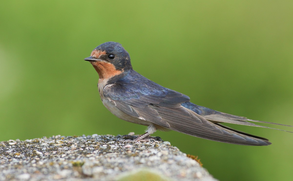 Barn Swallow - Jonathan Eckerson