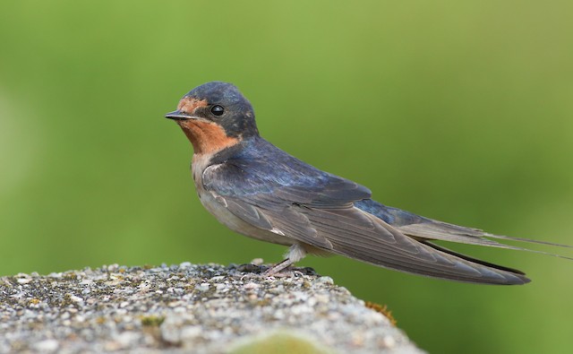 Formative or Definitive Basic female Barn Swallow (08 July). - Barn Swallow - 