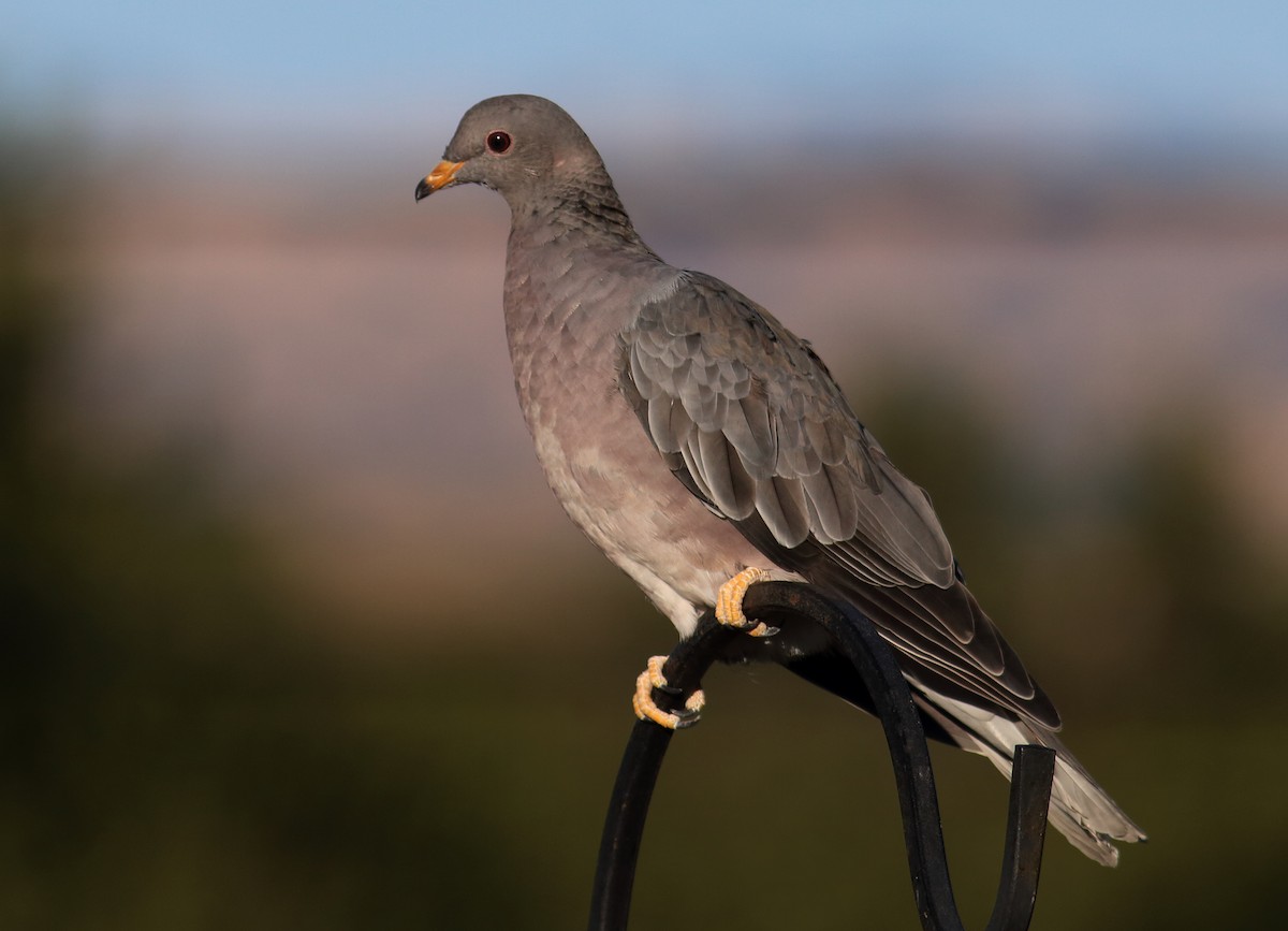 Band-tailed Pigeon - ML62859101