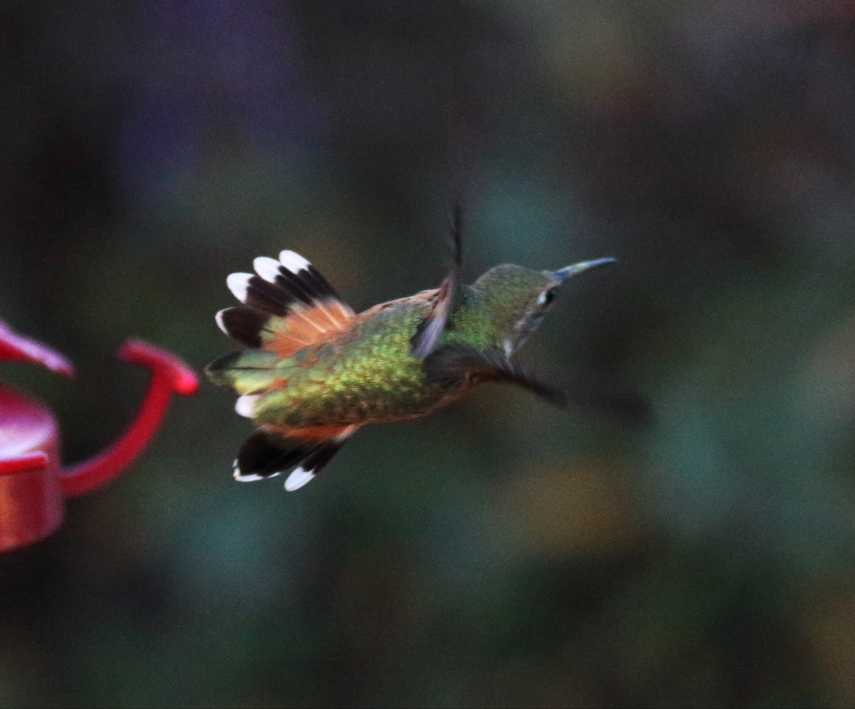 Allen's Hummingbird - ML62859161