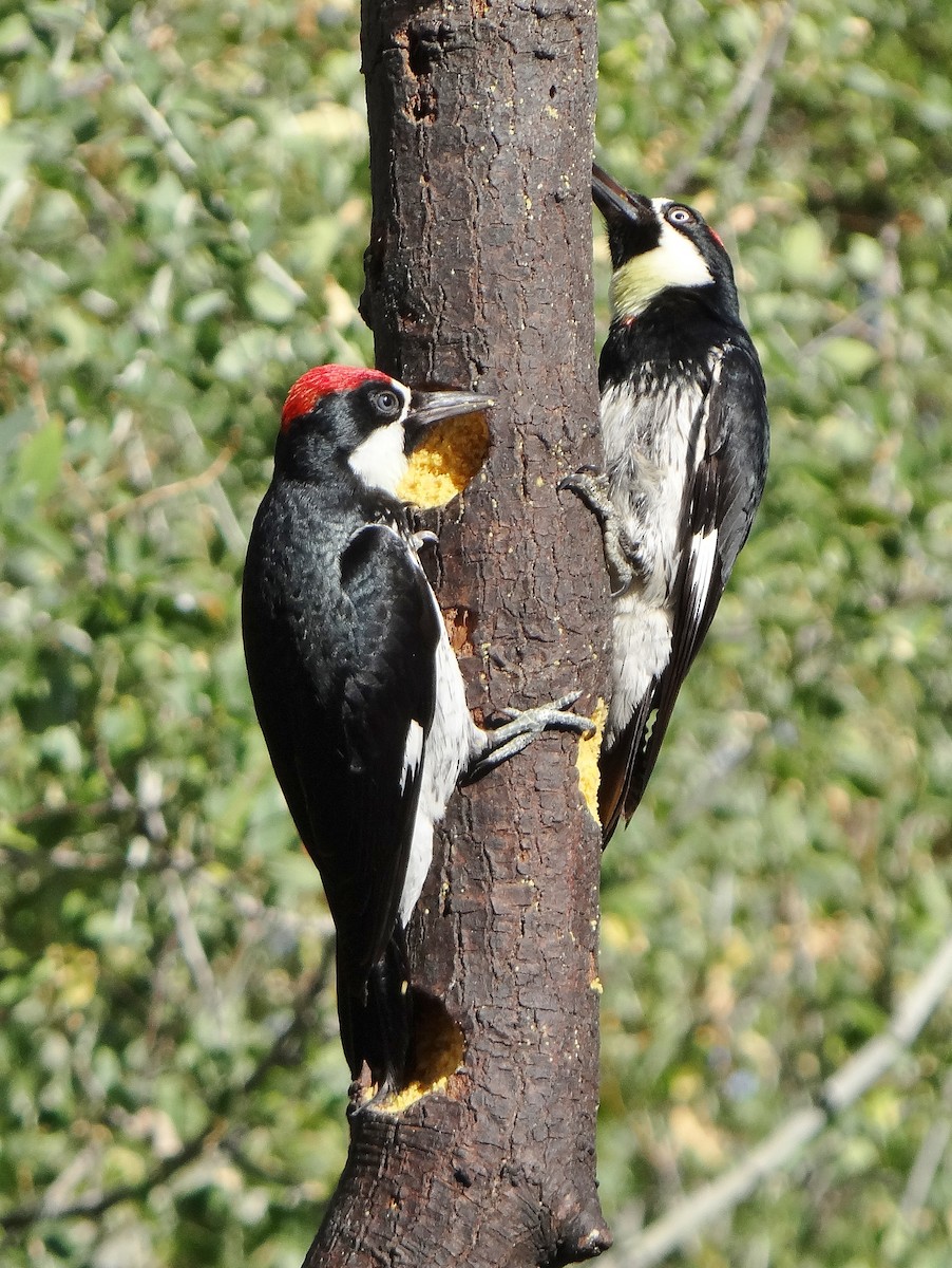 Acorn Woodpecker - ML62859901