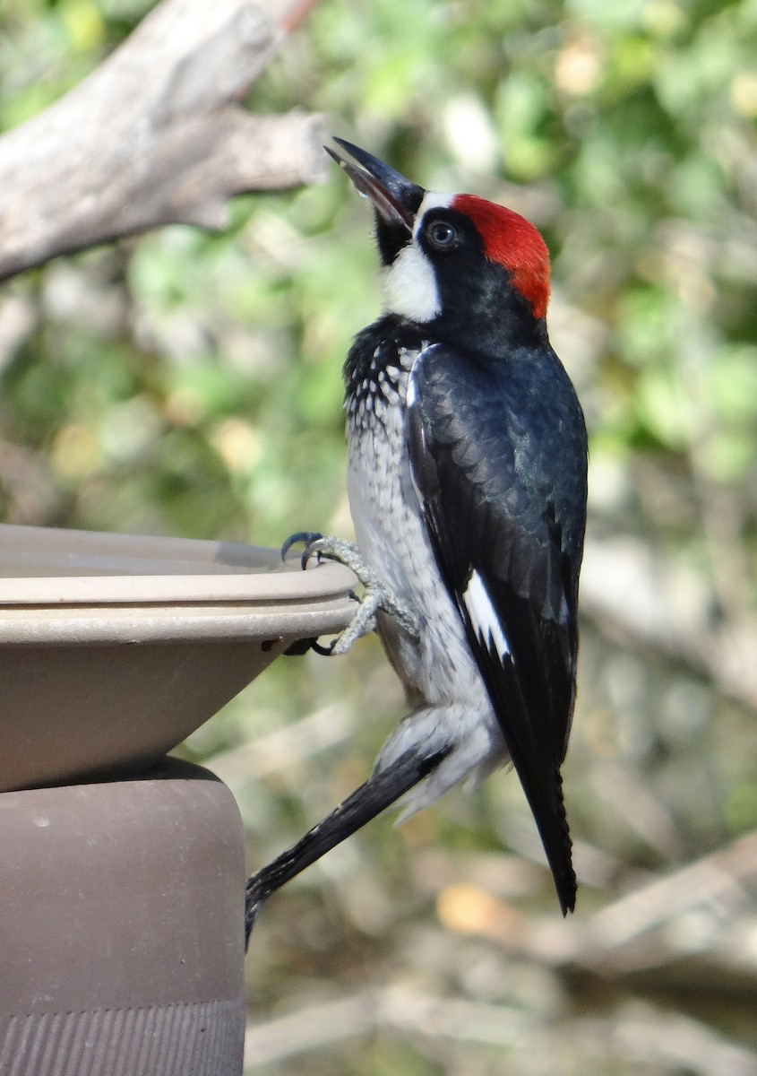 Acorn Woodpecker - Cara Barnhill