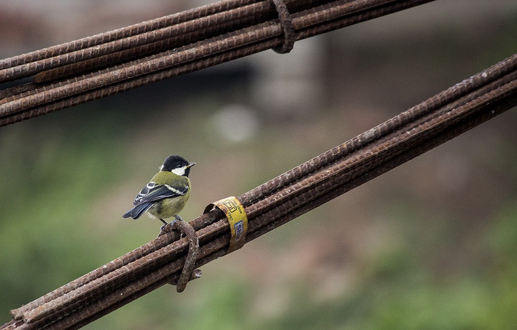 Green-backed Tit - ML62862681