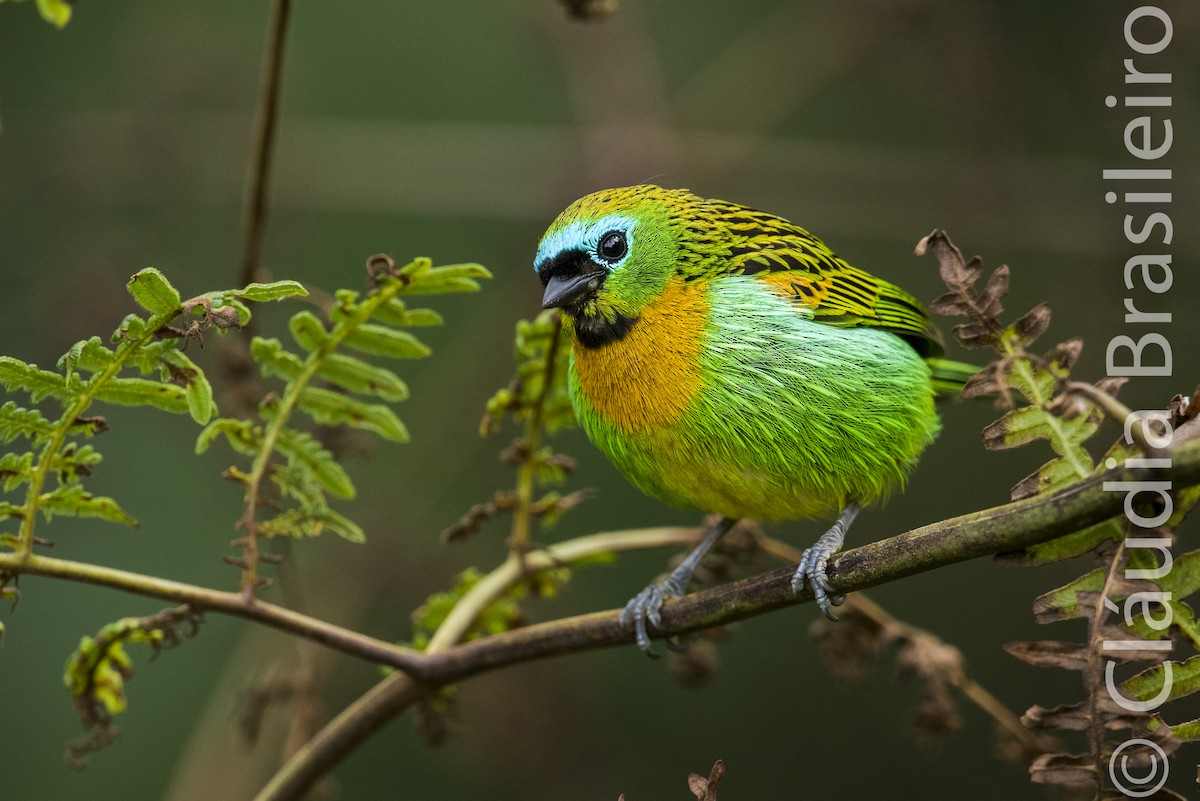 Brassy-breasted Tanager - ML62862881