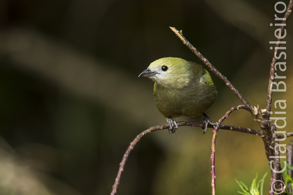 Palm Tanager - ML62862961