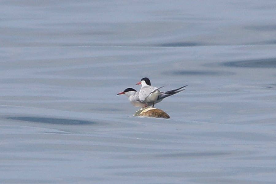 Common Tern - Russ Smiley