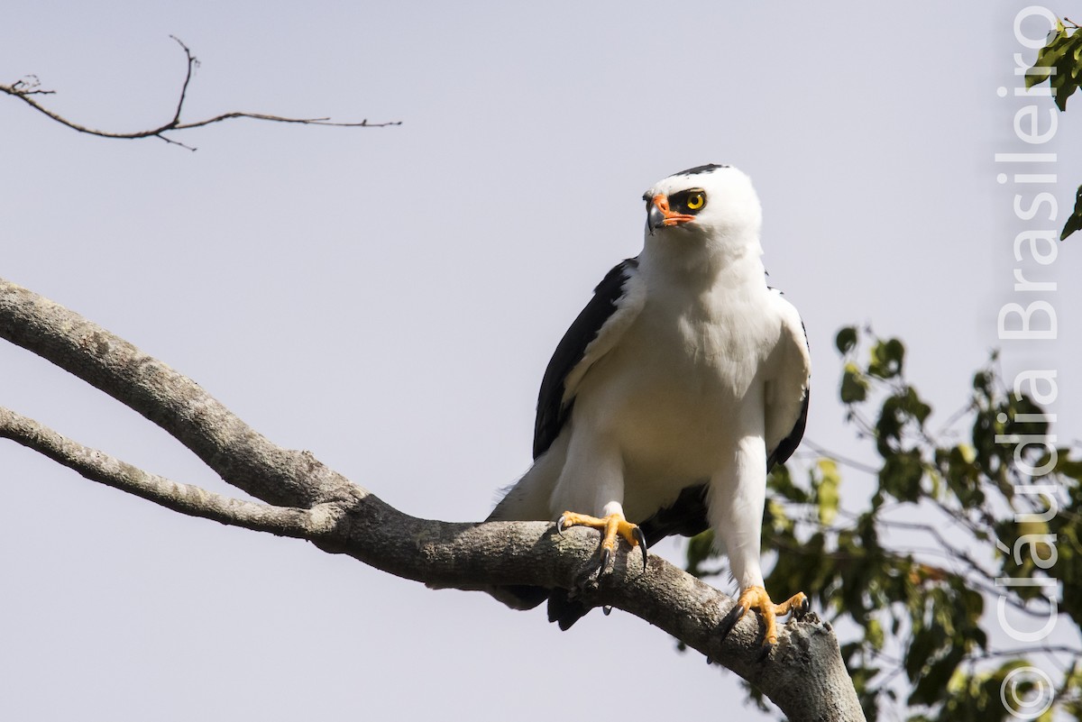 Black-and-white Hawk-Eagle - Claudia Brasileiro
