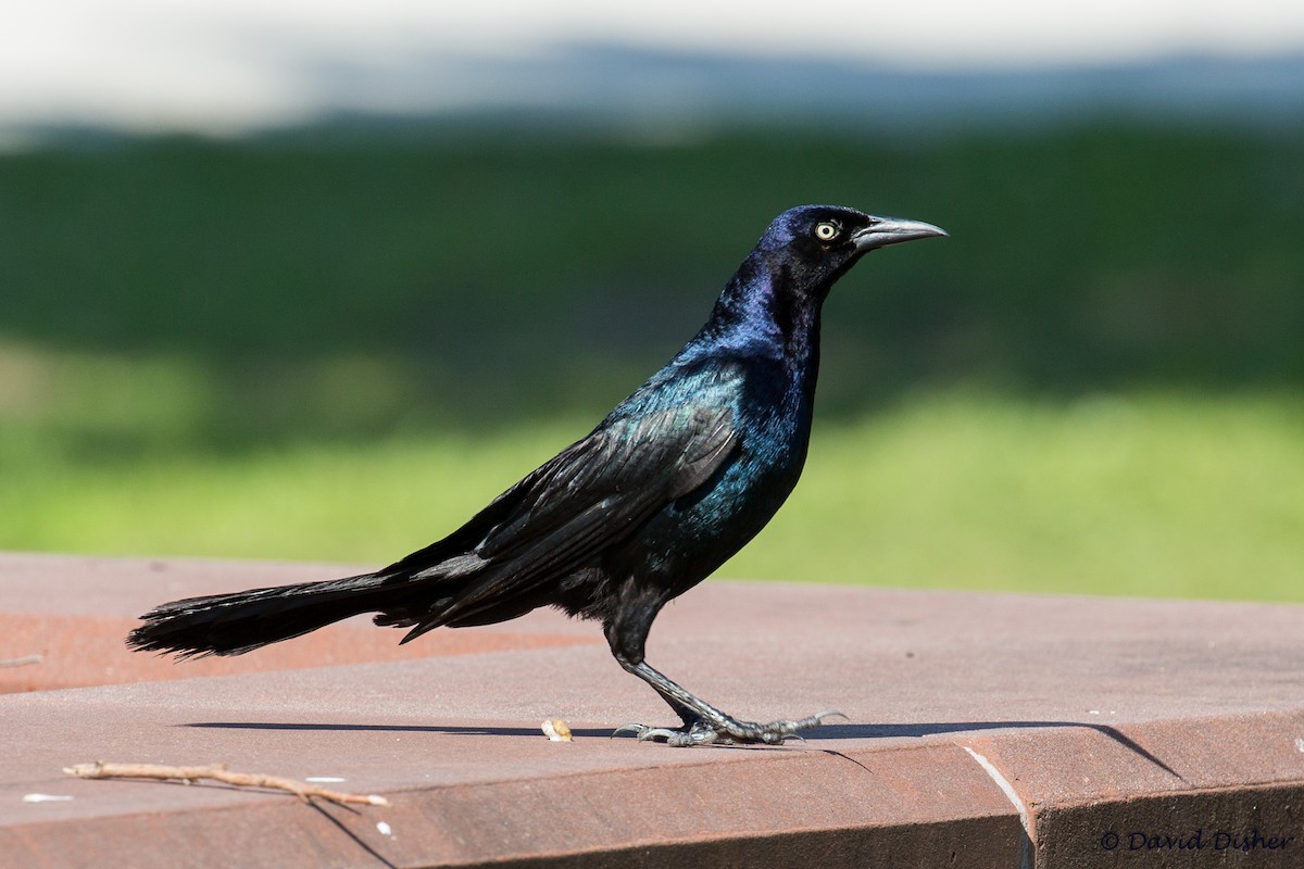 Boat-tailed Grackle - David Disher