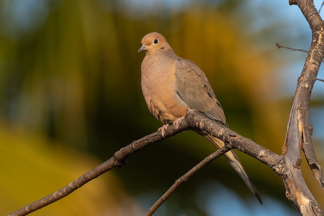 Mourning Dove