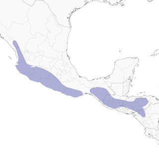 Distribution of the Great Swallow-tailed Swift - Range Map