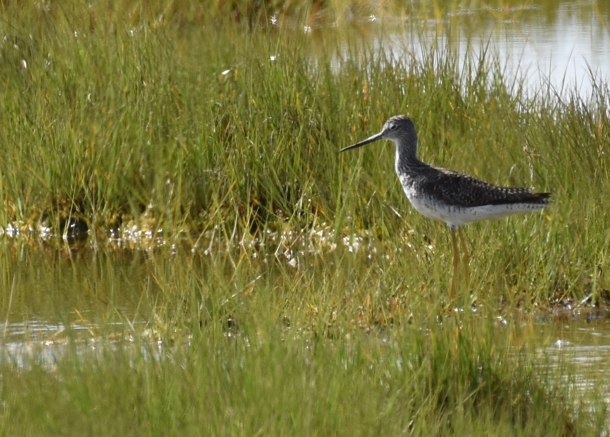 Greater Yellowlegs - Don Carbaugh