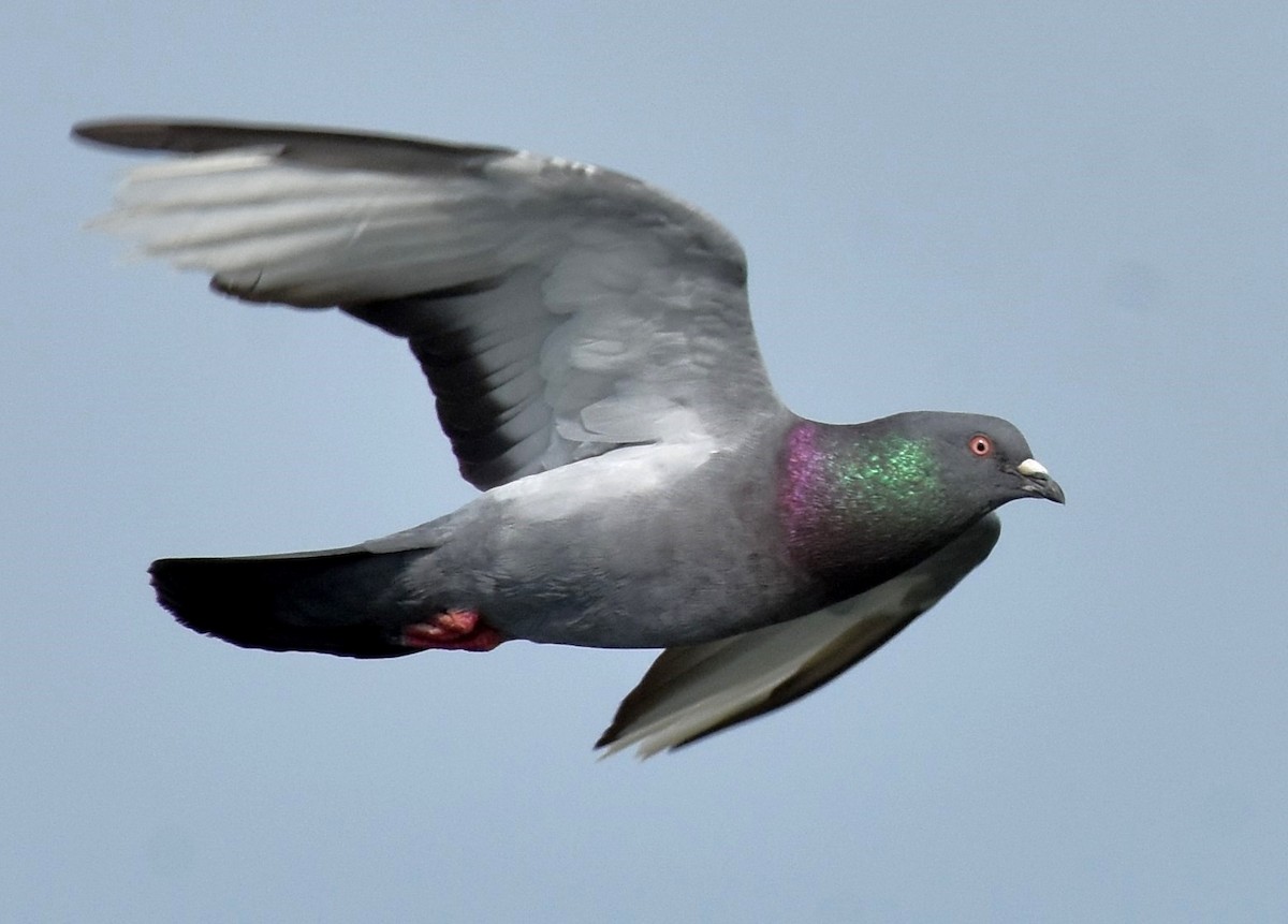 Rock Pigeon (Feral Pigeon) - Don Carbaugh
