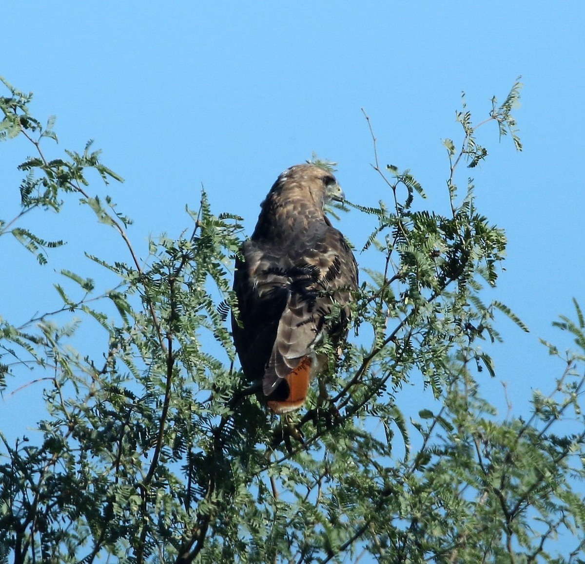 Red-tailed Hawk - ML62875981
