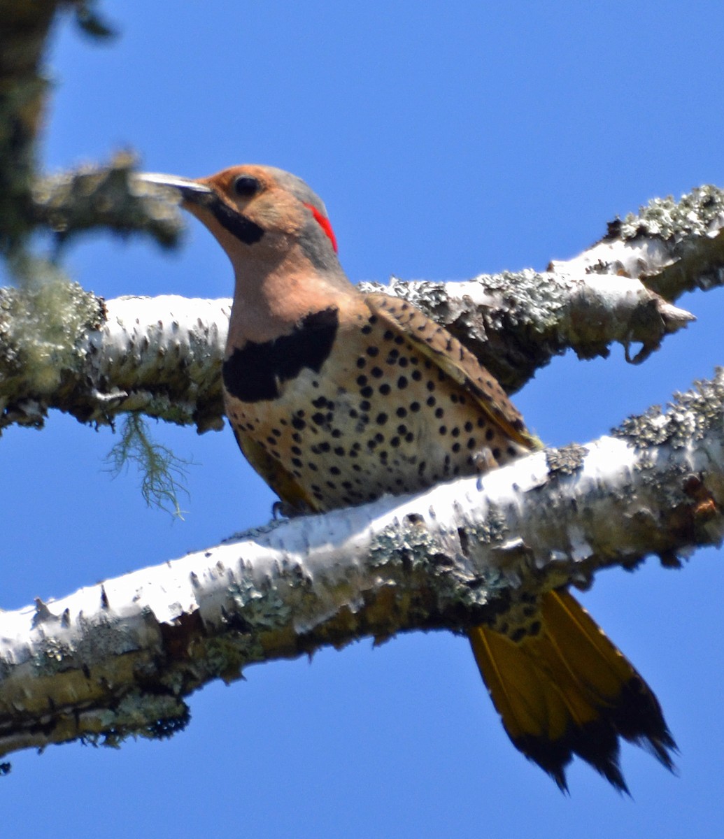 Northern Flicker (Yellow-shafted) - Michael J Good
