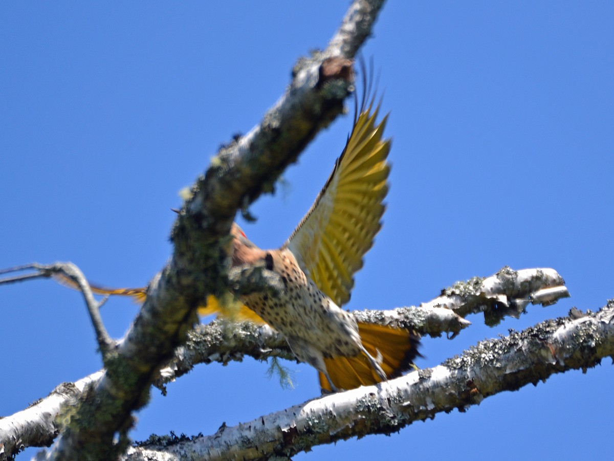 Northern Flicker (Yellow-shafted) - ML62881241