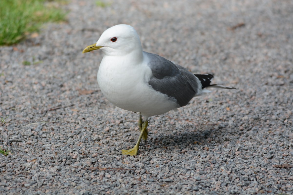 Common Gull - Ragupathy Kannan
