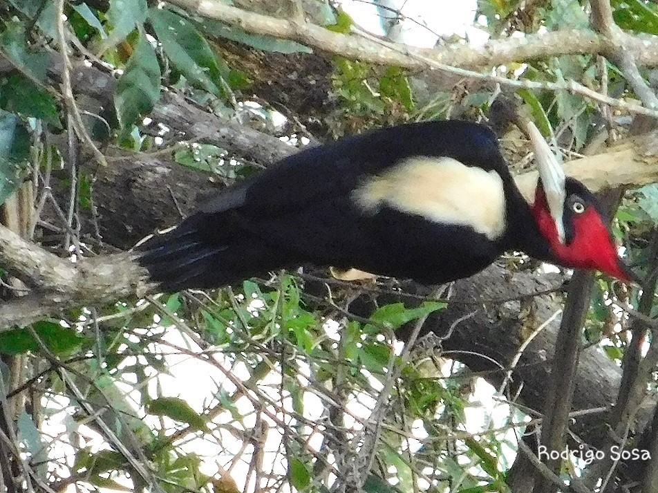 Cream-backed Woodpecker - ML62882971
