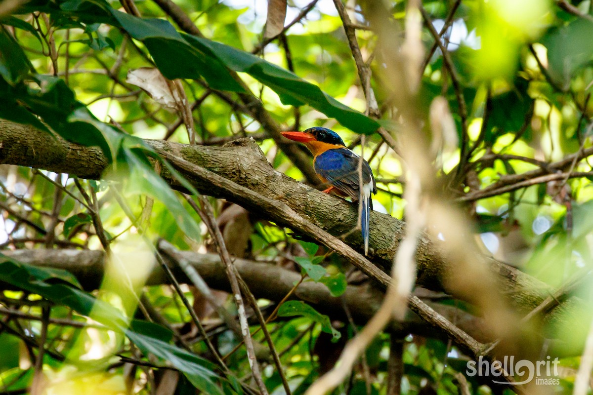 Buff-breasted Paradise-Kingfisher - ML62885511