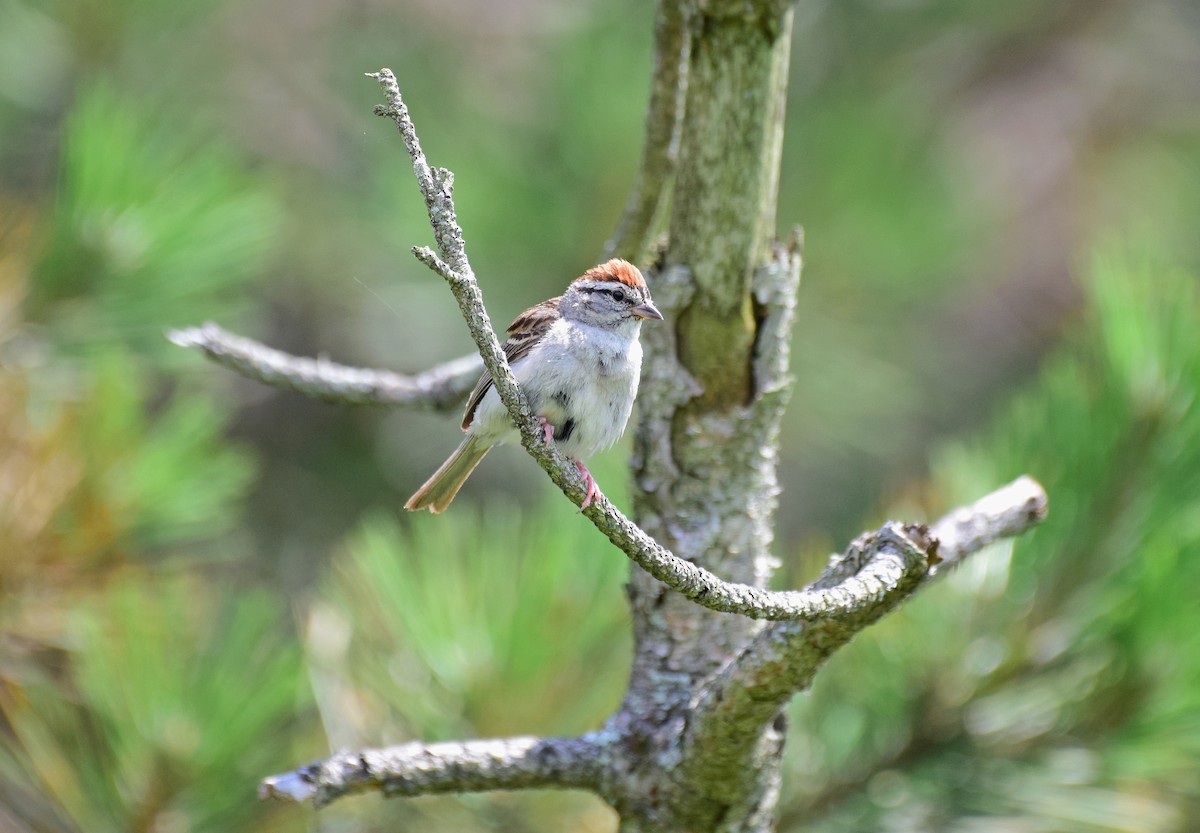 Chipping Sparrow - Todd Hooe