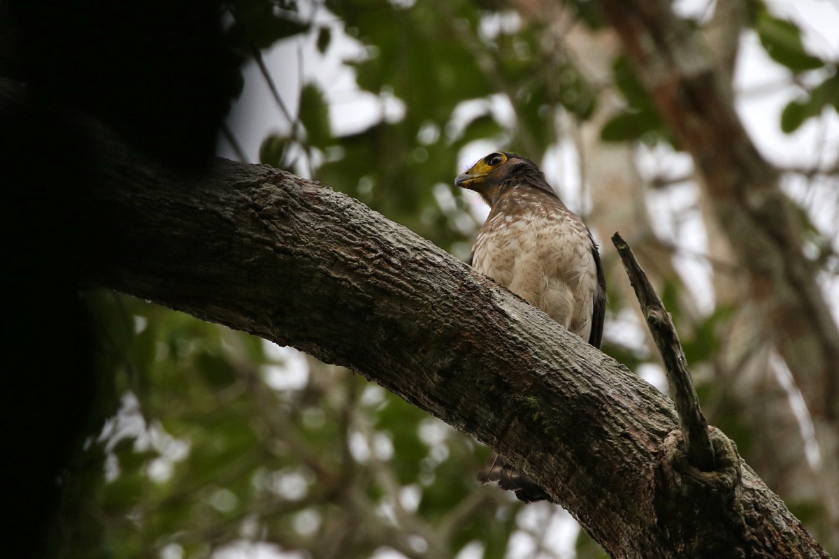Slaty-backed Forest-Falcon - Charley Hesse TROPICAL BIRDING