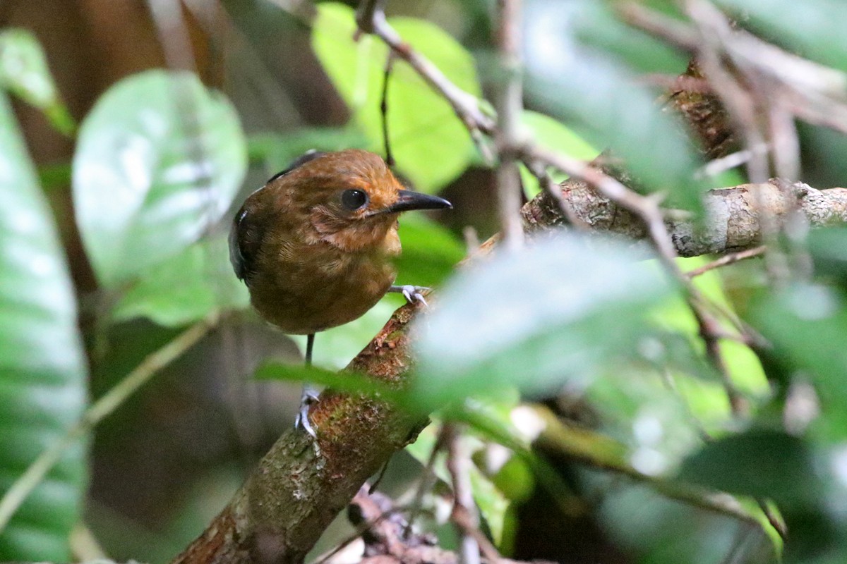Common Scale-backed Antbird - Charley Hesse TROPICAL BIRDING