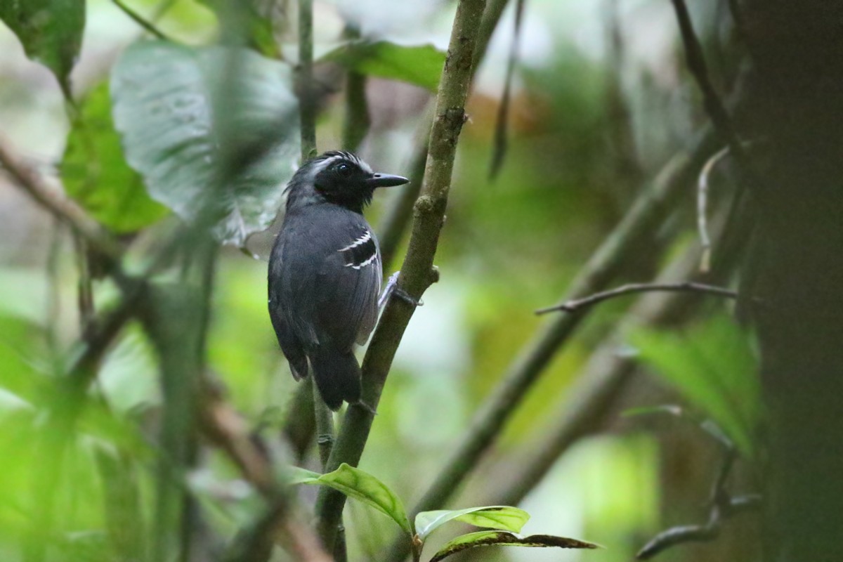 Black-faced Antbird - Charley Hesse TROPICAL BIRDING