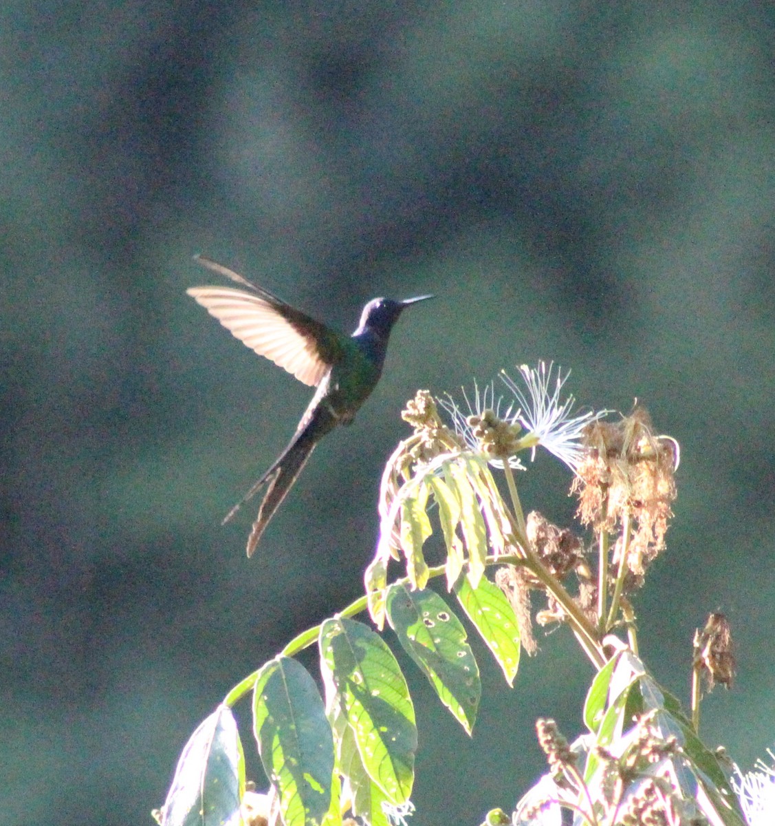 Swallow-tailed Hummingbird - Jesus Escobar Aristizabal