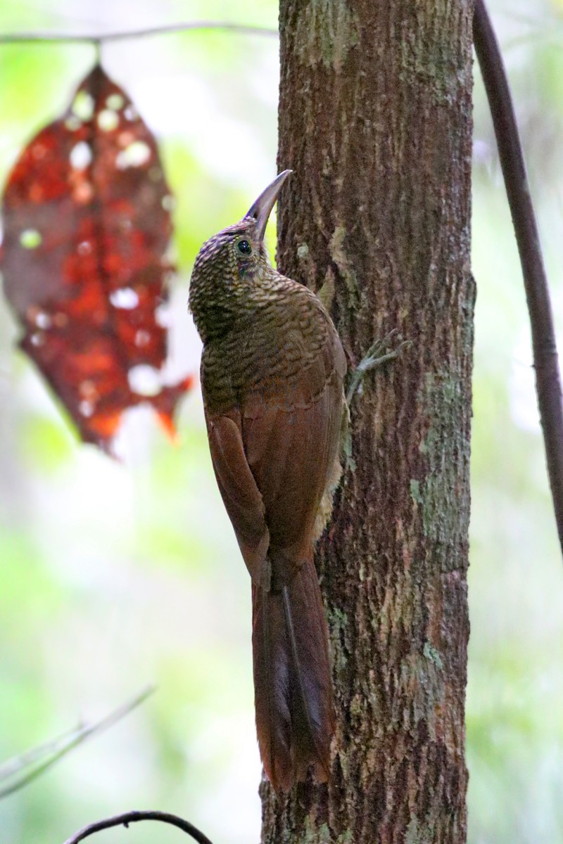 Amazonian Barred-Woodcreeper - Charley Hesse TROPICAL BIRDING