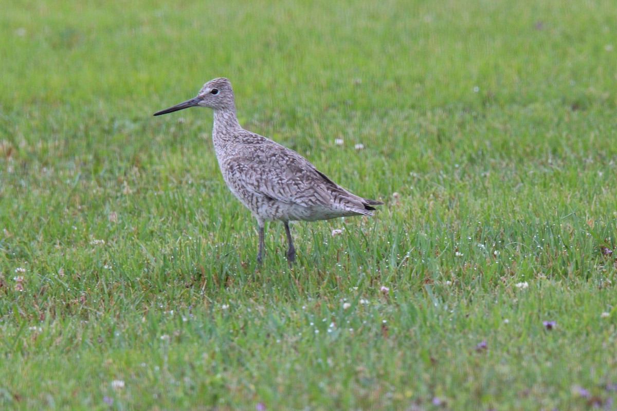 Willet - Vickie Bell