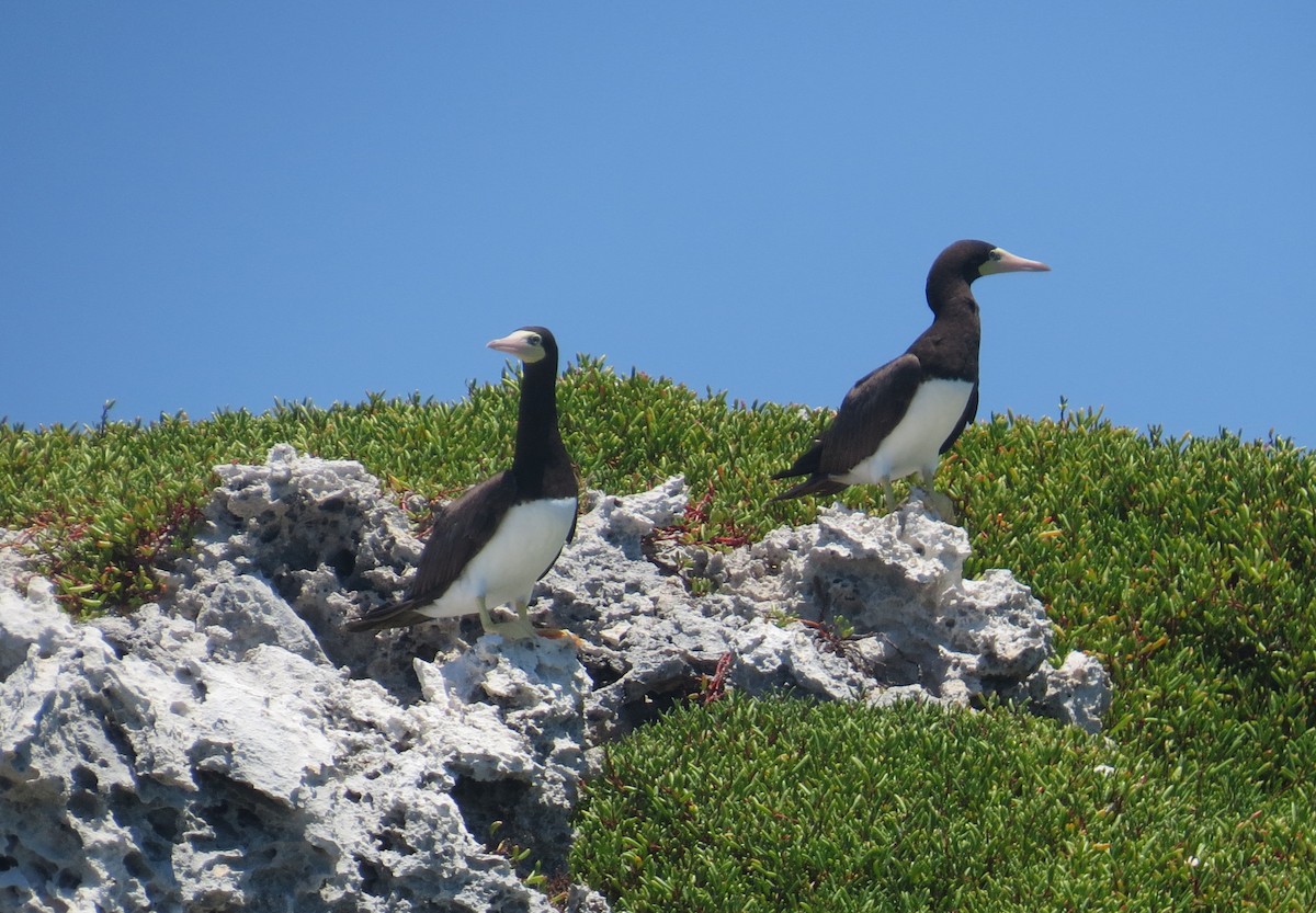 Brown Booby - ML62894611