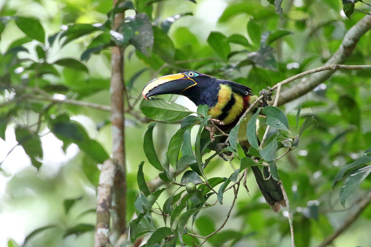 Many-banded Aracari - Charley Hesse TROPICAL BIRDING
