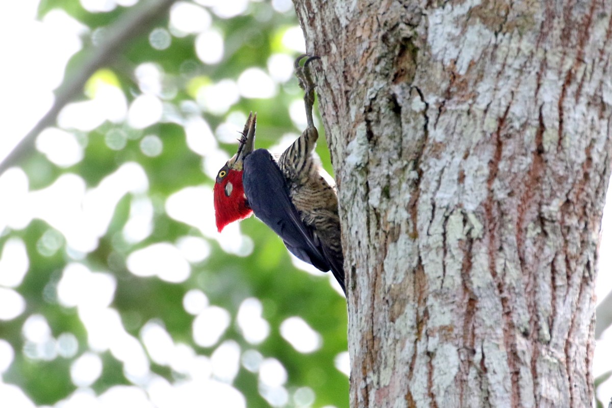 Crimson-crested Woodpecker - ML62900821