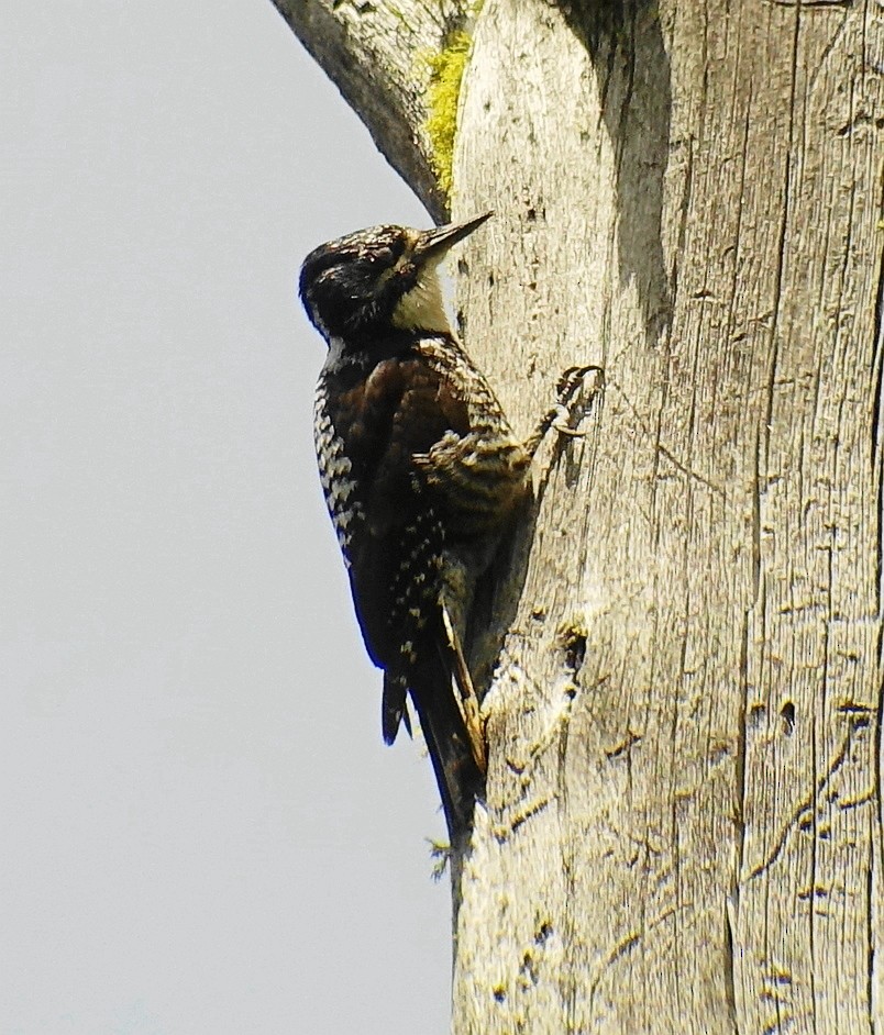 American Three-toed Woodpecker - Richard Smethurst