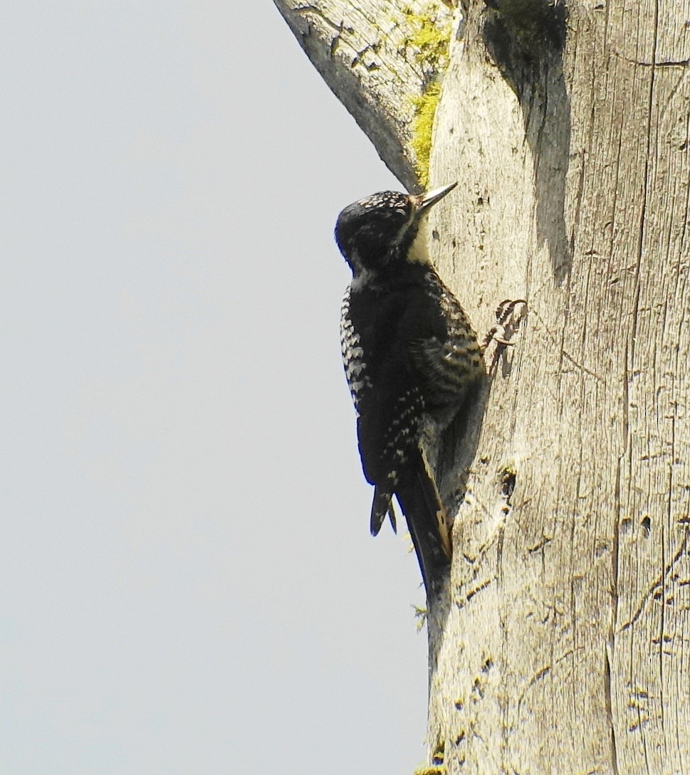 American Three-toed Woodpecker - Richard Smethurst