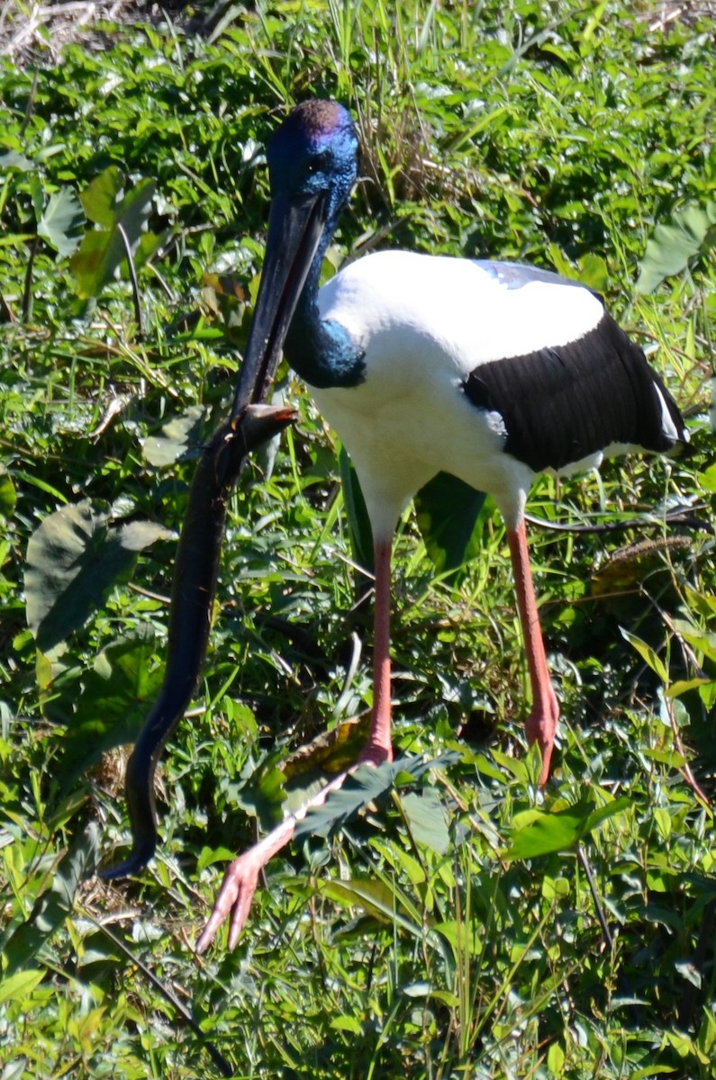 Black-necked Stork - ML62902291
