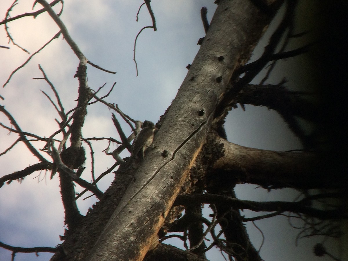 American Three-toed Woodpecker - Stollery & Flood