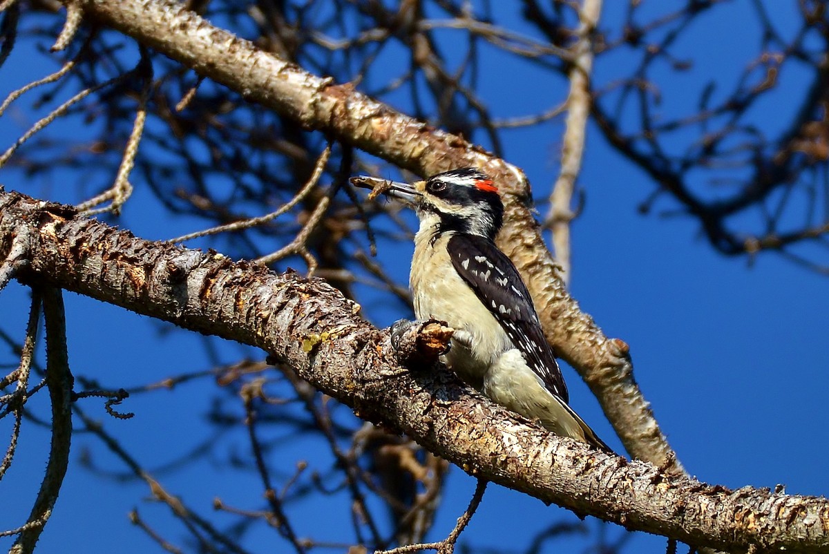 Hairy Woodpecker - James Hoffman
