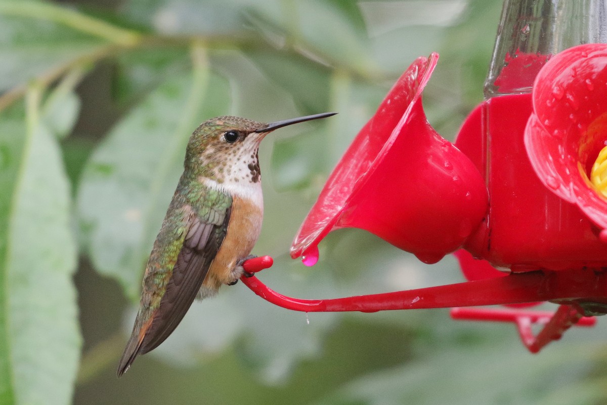 Rufous Hummingbird - Cameron Eckert