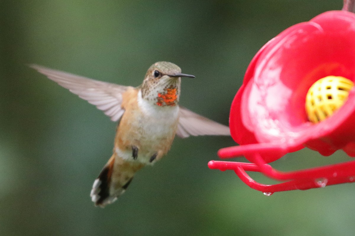 Rufous Hummingbird - Cameron Eckert