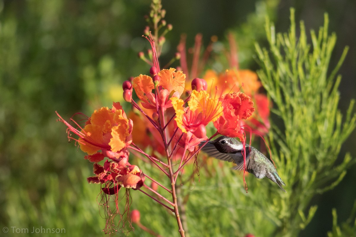Costa's Hummingbird - ML62906161