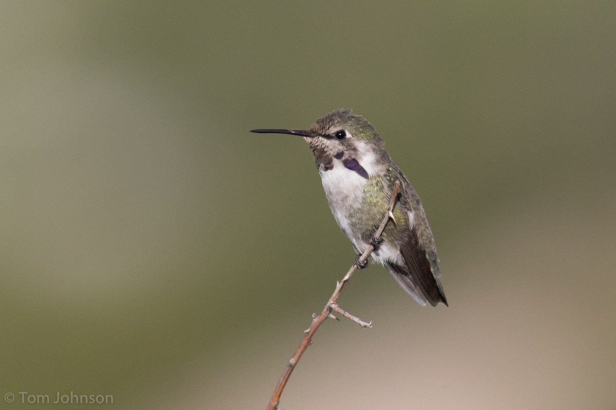 Costa's Hummingbird - ML62906301