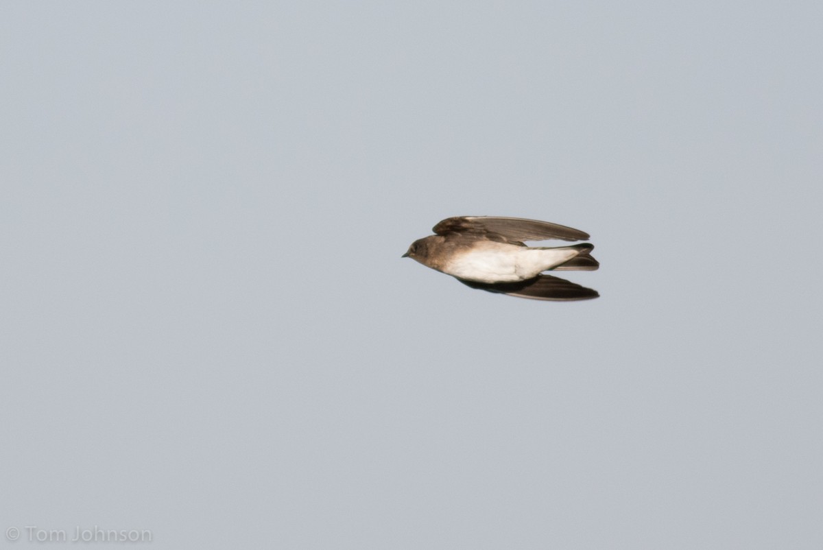 Northern Rough-winged Swallow - ML62906491