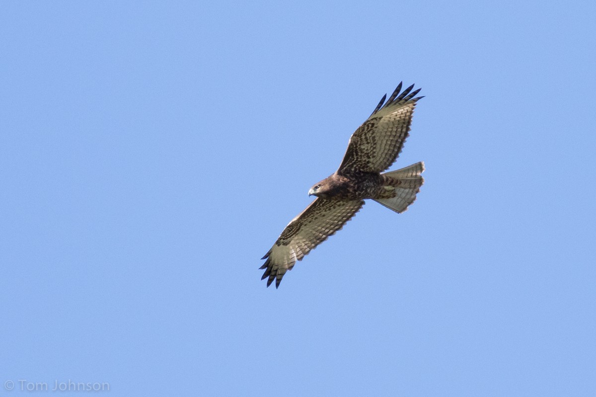 Red-tailed Hawk (calurus/alascensis) - ML62907151
