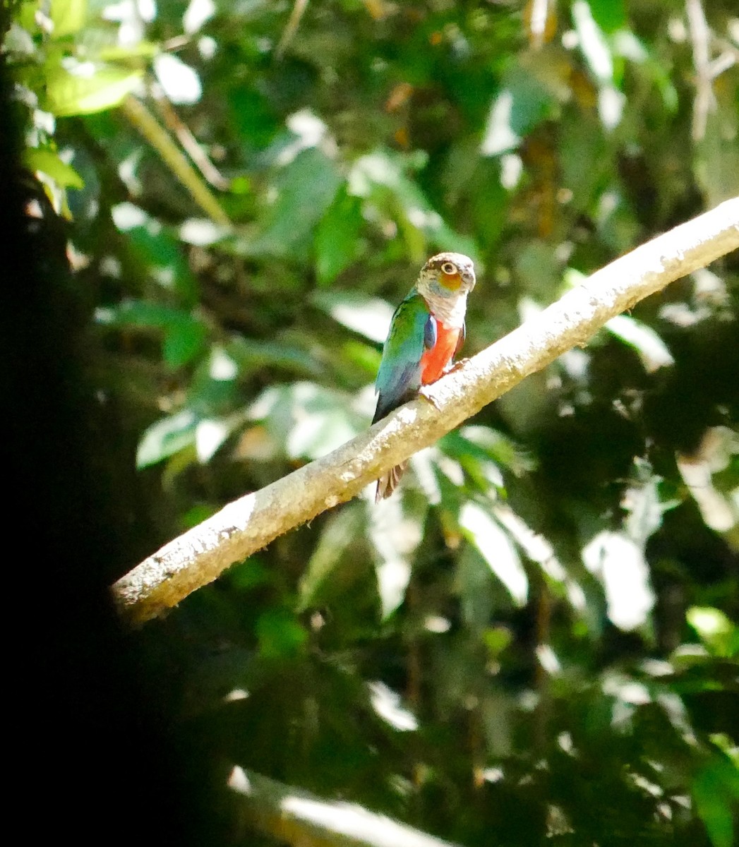 Crimson-bellied Parakeet - ML62907941