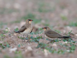 Breeding adult - Daniel Pettersson - ML629087229