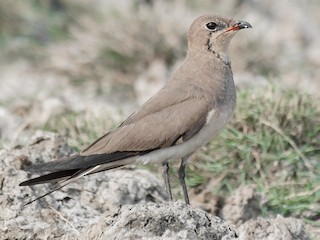 Nonbreeding adult - Natthaphat Chotjuckdikul - ML629087230