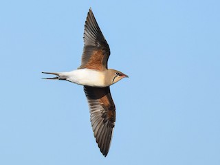 Breeding adult - Itamar Donitza - ML629087231