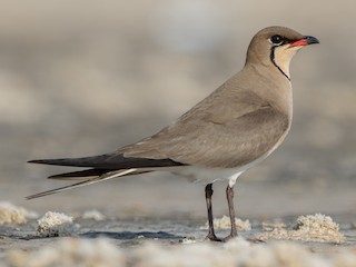 Breeding adult - Odysseas Froilán Papageorgiou - ML629087233